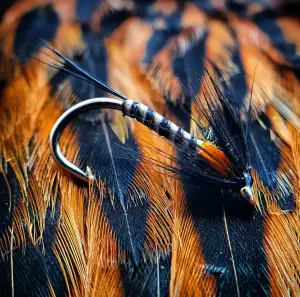 Black Quill Cruncher Orange Cheeks